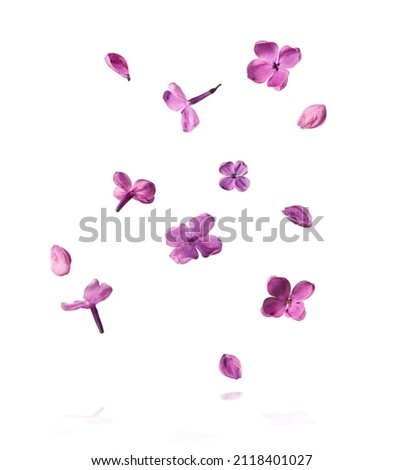 Fresh lilac blossom beautiful purple flowers falling in the air isolated on white background. Zero gravity or levitation spring flowers conception, high resolution image Royalty-Free Stock Photo #2118401027