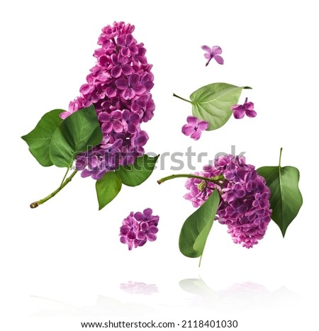 Fresh lilac blossom beautiful purple flowers falling in the air isolated on white background. Zero gravity or levitation spring flowers conception, high resolution image Royalty-Free Stock Photo #2118401030
