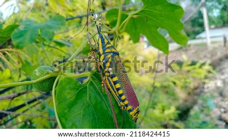 This is a picture of a green and yellow stripped grasshopper sitting in leaf.