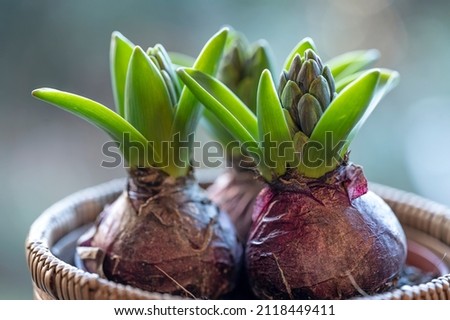Hyacinth bulbs start to sprout, showing pale green leaves and emerging flower buds Royalty-Free Stock Photo #2118449411