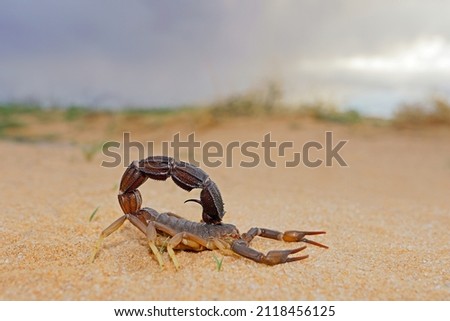 Granulated thick-tailed scorpion (Parabuthus granulatus), Kalahari desert, South Africa  Royalty-Free Stock Photo #2118456125