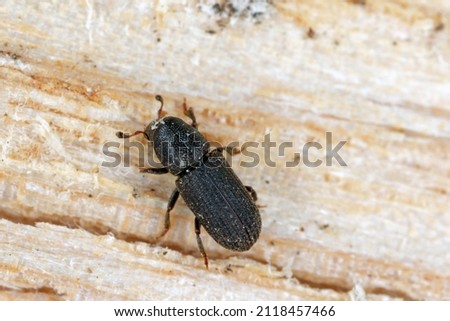 The black pine bark beetle - Hylastes ater is a species of beetle in the family Curculionidae, the true weevils. It is a bark beetle, a member of the subfamily Scolytinae, a pest of coniferous trees. Royalty-Free Stock Photo #2118457466