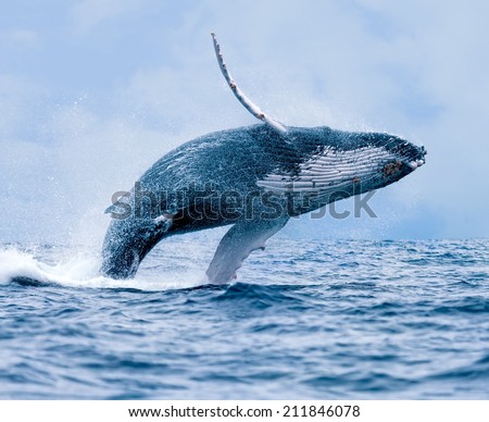 Humpback Whale (Megaptera novaeangliae) breaching at Puerto Lopez, Ecuador. Royalty-Free Stock Photo #211846078
