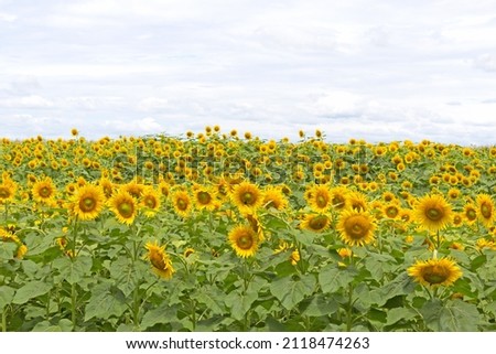 Sunflower fields in Brazil, nature background image.