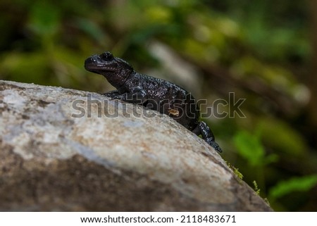 Alpine salamander, salamandra atra, in the forest. Black species of the salamander in Bijele i Samarske stjene nature area in Croatia, Balkans