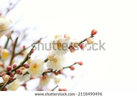 white Japanese apricot in full blooming