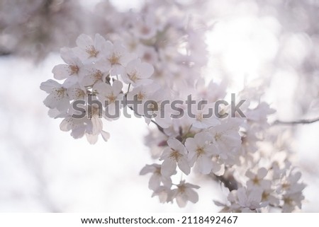 Someiyoshino cherry blossoms in full bloom, Kurume City, Fukuoka Prefecture, Kyushu, Japan, spring cherry blossom viewing spot.
