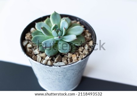 Echeveria in a decorative pot on a white gray background. Close up Echeveria imbricata or Blue Rose Echeveria, Succulent has a brown stone around, Cactus Cacti, Cactaceae Royalty-Free Stock Photo #2118493532