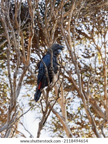 A glossy black cockatoo sits in a eucalyptus tree in the grazing light of the evening sun