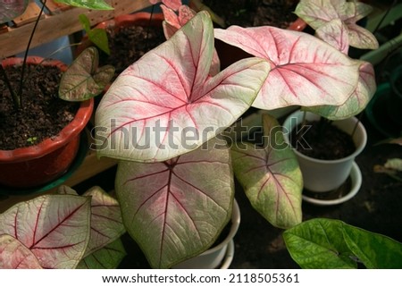 Caladium Bicolor beautiful leaves, best in the pot for garden decoration.	