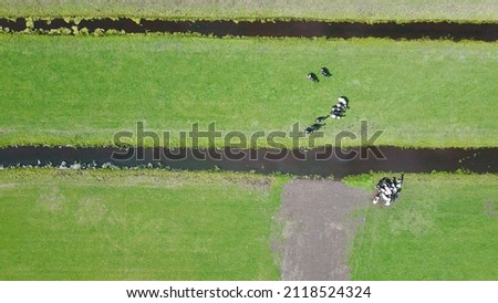 Drone pictures of cows grazing in the grass land of a farm in the Netherlands! Ditches and grass land form beautiful patches and lines! 