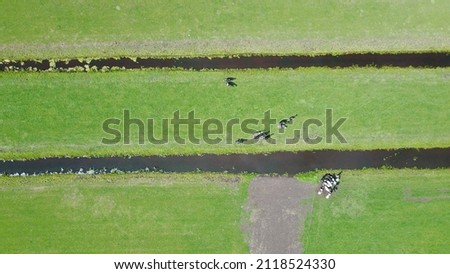 Drone pictures of cows grazing in the grass land of a farm in the Netherlands! Ditches and grass land form beautiful patches and lines! 