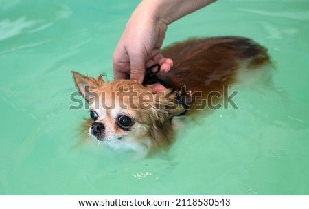 chihuahua and re-education for hydrotherapy in swimming pool