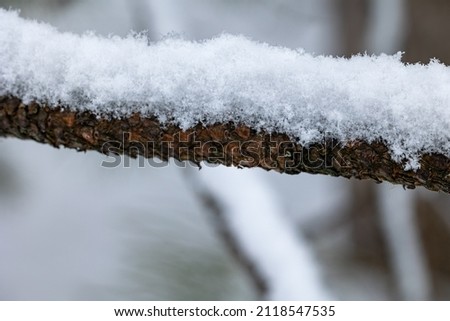 Macro of Snow on Pine Tree Branch
