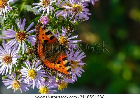Beautiful butterfly on purple flowers (Small-scale or lat.  Erigeron )in the garden
