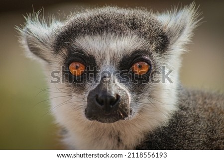 A lemur photographed on Crete.