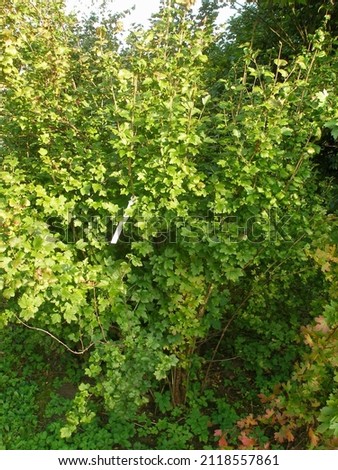 Mountain currant bush with green leaves in summer time (Ribes alpinum)