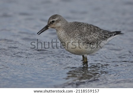 Knot feeding on the sea coast. A young, gray bird gains food during its autumn migration to wintering grounds by the Atlantic Ocean.