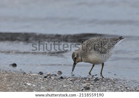 Knot feeding on the sea coast. A young, gray bird gains food during its autumn migration to wintering grounds by the Atlantic Ocean.