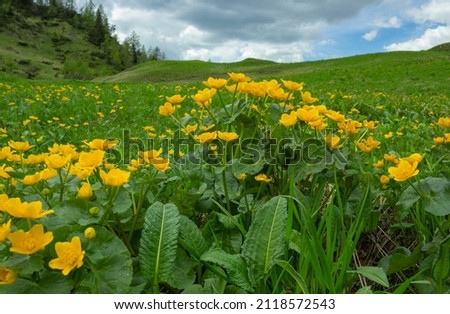 Mountain landscape. Flowery meadow with hills in the background. Yellow flowers of Caltha palustris. Royalty-Free Stock Photo #2118572543