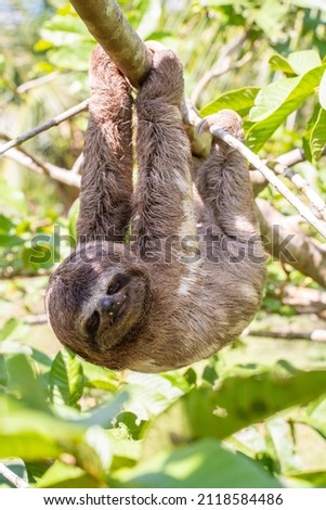 Baby sloth in the Amazon. At the Community November 3, The Village (La Aldea), Peru Royalty-Free Stock Photo #2118584486