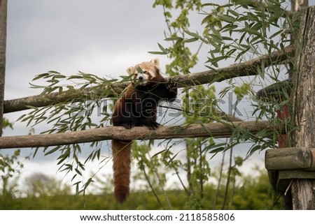 Red Panda sitting on a branch tail hanging down eating bamboo