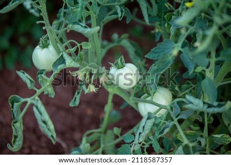 Red tomatoes in greenhouse with automatic irrigation watering system.