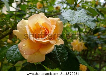 A rose garden can be as simple as a single rose specimen interspersed with a few other plants, or an elaborate landscape filled with multiple rose species.. Royalty-Free Stock Photo #2118590981