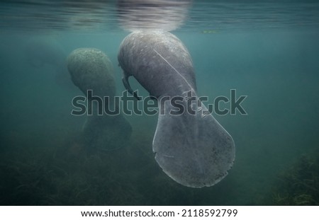 A manatee underwater in Florida 