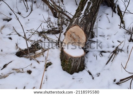 Broken tree covered in snow