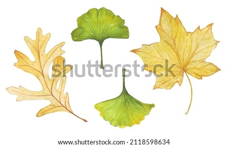 set of watercolor illustrations of autumn foliage isolated on white background, yellow leaves of oak, maple and ginkgo biloba; boho style colors, sticker, scrapbook