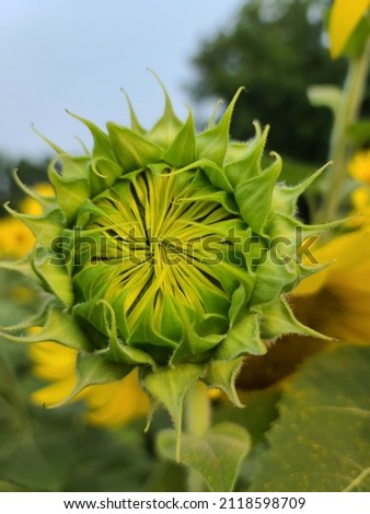 sunflower before the petals open 