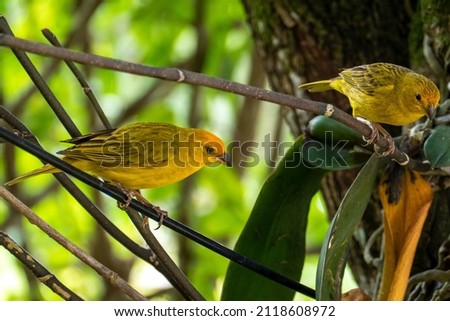 Atlantic Canary, a small Brazilian wild bird. The yellow canary Crithagra flaviventris is a small passerine bird in the finch family.  Royalty-Free Stock Photo #2118608972