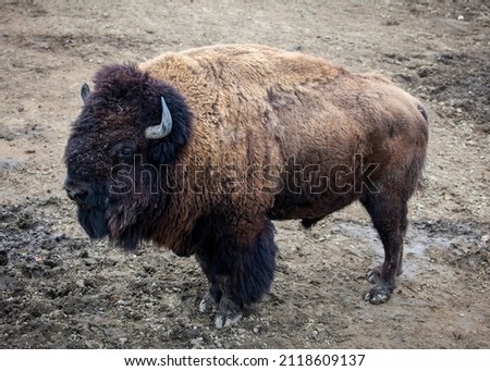 Buffalo stand on muddy land
