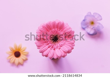 Floral arrangement with pink gerbera flower on pink background. Three daisy flowers.
