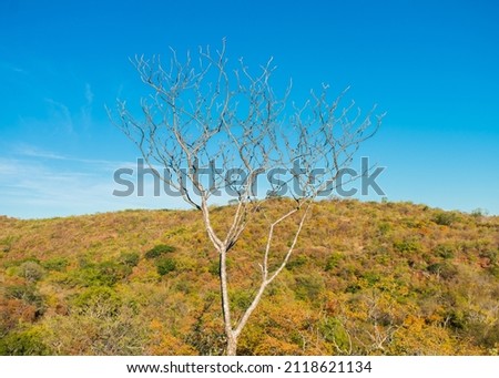 A view of the caatinga landscape in the beginning of the dry season, autumn colors - Oeiras, Piaui state, Brazil Royalty-Free Stock Photo #2118621134