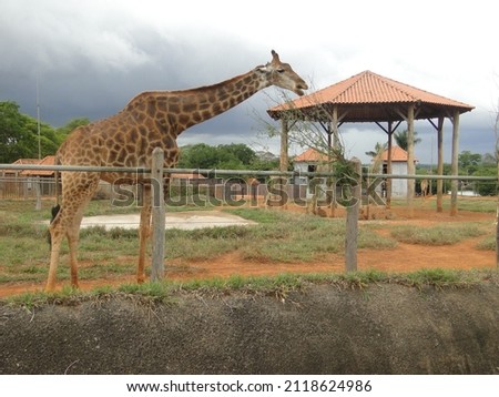 photo of the giraffe at the Brasilia Brasil zoo