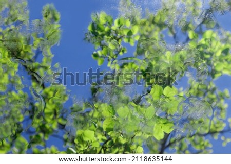 Beautiful Spring green natural background. Beauty in nature.  Spring green tree on soft focus sky background. Nature in spring. Green planet. Ecology. Environmental protection concept. Copy space.