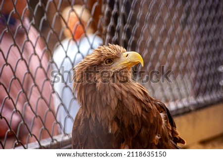 beautiful brown eagle profile brutal zoo shot bird predator looking staring eye