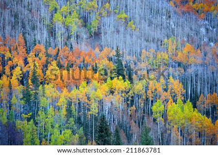 Colorful Aspen trees at the foot hill Royalty-Free Stock Photo #211863781