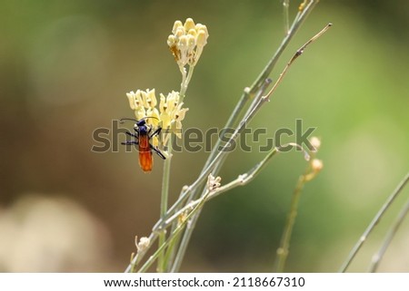 A spider-hunting wasp or pompilid wasp feeding from the nectar of a flower and contributing to the pollination system.