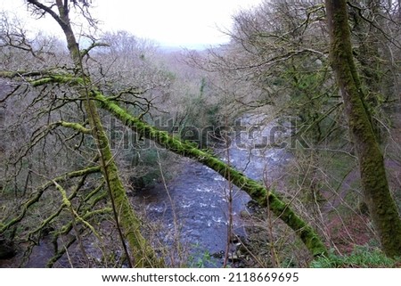 Behind and below a far-leaning tree, a flowing river passes between two banks of wild foliage of the surrounding forest, with bare, mossy trees and a rocky terrain, on a cloudy yet bright day.