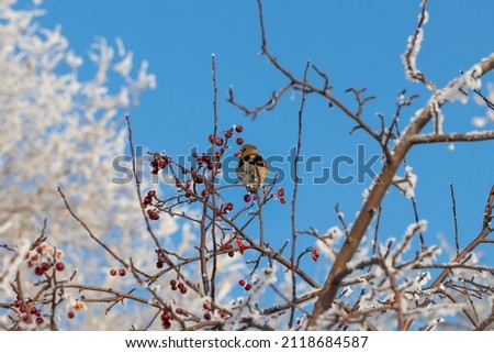 A female of the common grosbeak (Coccothraustes coccothraustes) among the branches of a wild apple tree covered with snow against a blue sky. Feeding birds in winter, grosbeak eats crab apple fruit
