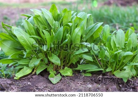 Sorrel. Beautiful herbal abstract background of nature. rumex acetosa. Perennial herb. Spring landscape. Popular cooking seasoning. Home plants, products. Gardening Royalty-Free Stock Photo #2118706550