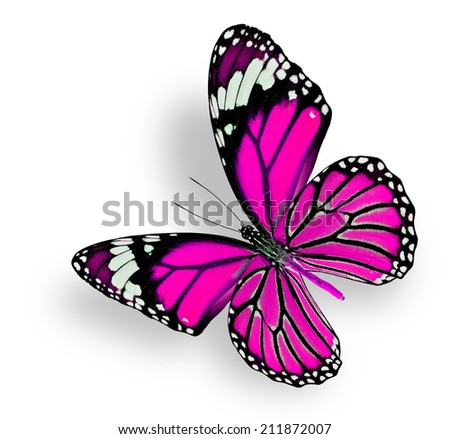 Beautiful Flying Pink Butterfly isolated on white background