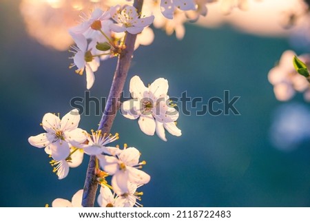 Beautiful plum tree blossoms in spring sunlight. Seasonal scenery of fruit tree flowers in Northern Europe.