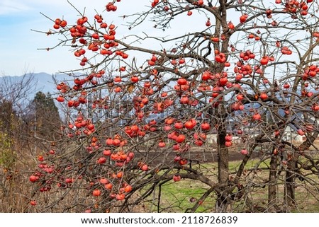 Japanese persimmon tree with fruits