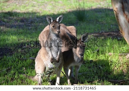 Wild cute kangaroos in Australia 