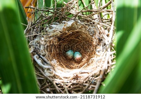 Blue coloured bird eggs in nest of Northern Mockingbird or Bahama Mockingbird.