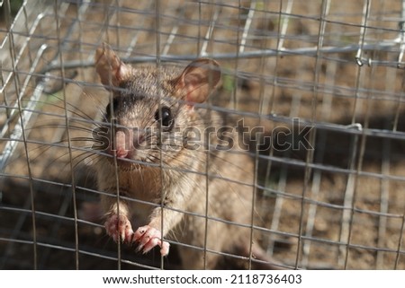 Selective focus House rat trapped inside and cornered in a metal mesh mouse trap cage. Concept of fear and pest control. Royalty-Free Stock Photo #2118736403